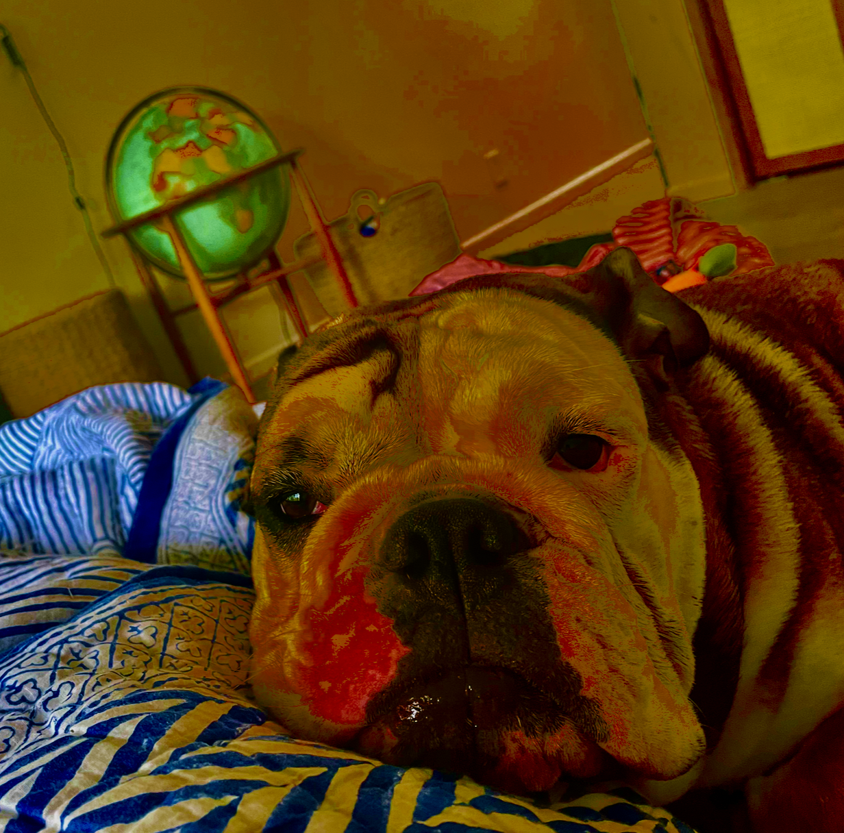 Dog